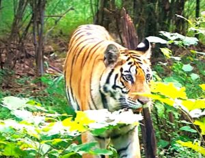 Wildlife adventures in the most beautiful National Parks of India