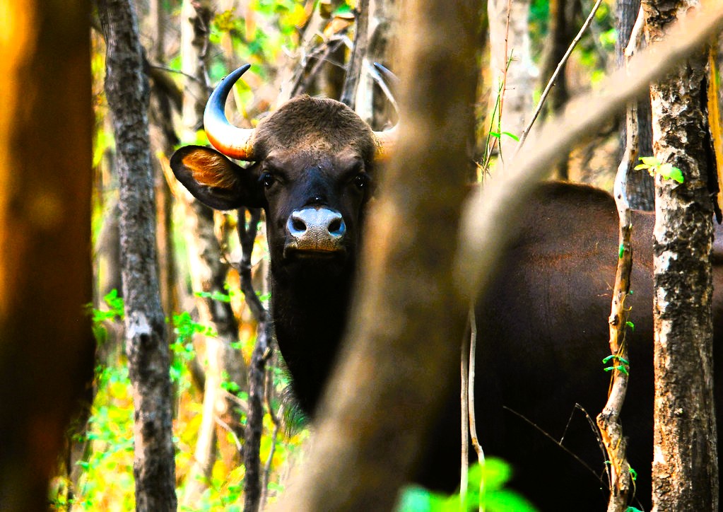 Unveil the Secrets of the beautiful Debrigarh Wildlife Sanctuary