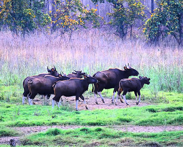 Unveil the Secrets of the beautiful Debrigarh Wildlife Sanctuary
