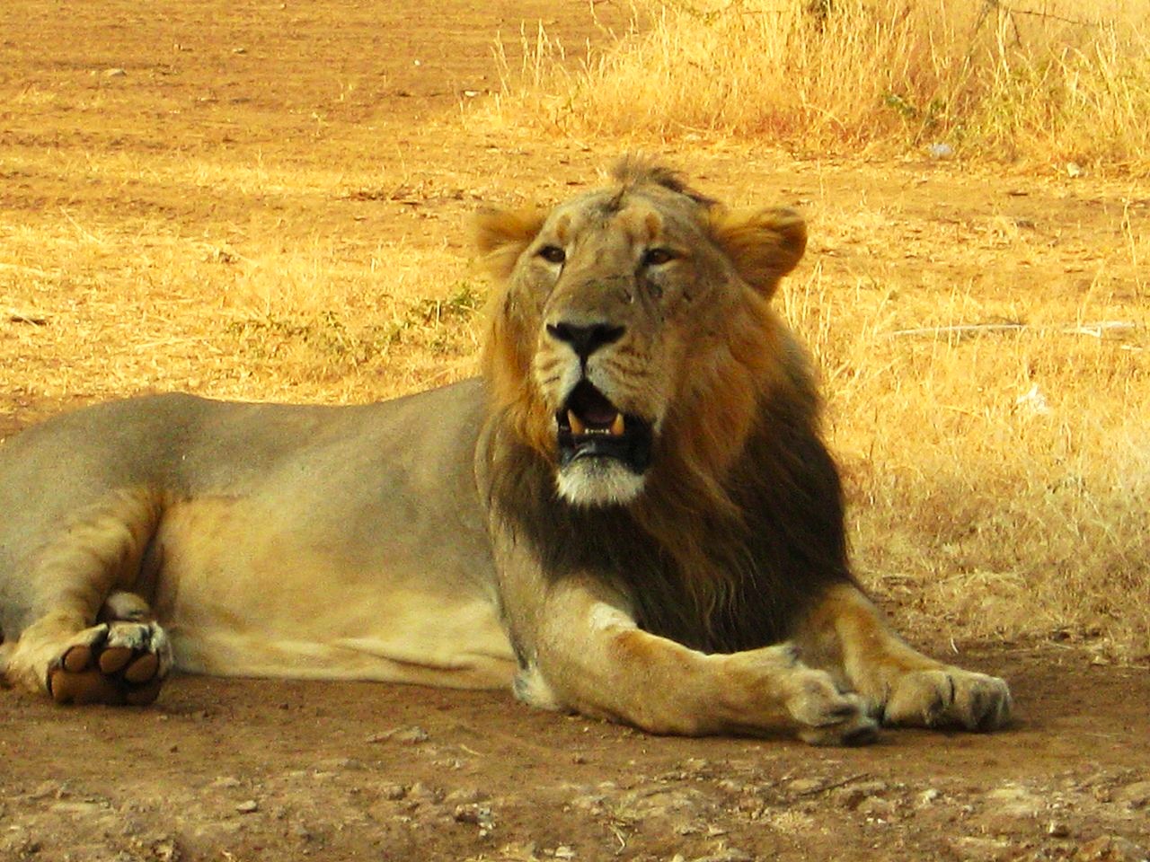 The best 9 National Parks in India to Enjoy the most Beautiful Wildlife