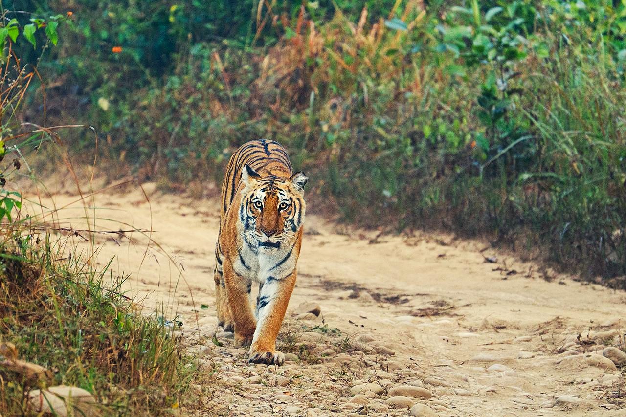 a tigress seen at Corbett National Park