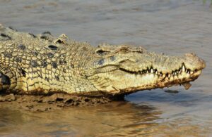 The Most Beautiful Offbeat Odisha Destinations from Kolkata