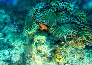 Discover Hidden Treasures: Explore Andaman and Nicobar Islands