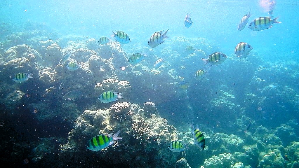 Dive into Paradise: Andaman Islands Beckon with Best Travel Packages from Kolkata