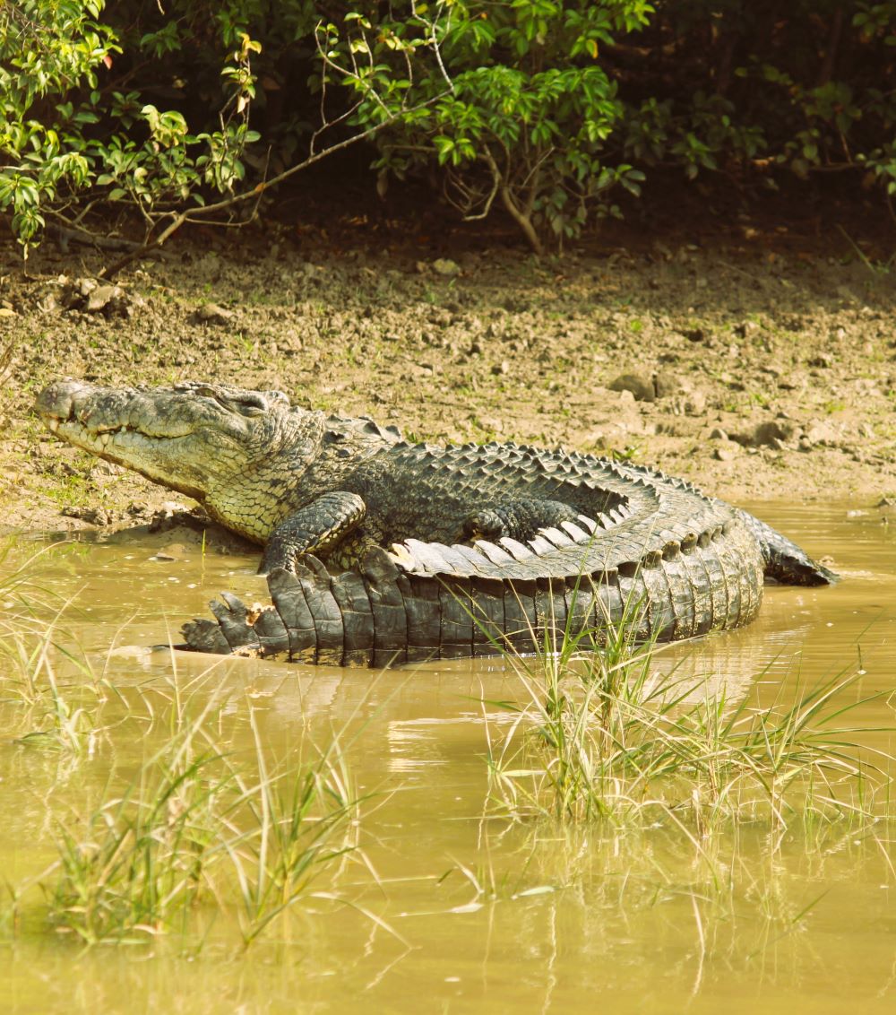 Estuarine crocodile in Bhitarkanika National Park Odisha mangrove wildlife safari India