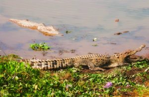 The Most Fantastic Eco-tourism Opportunities in Vietnam