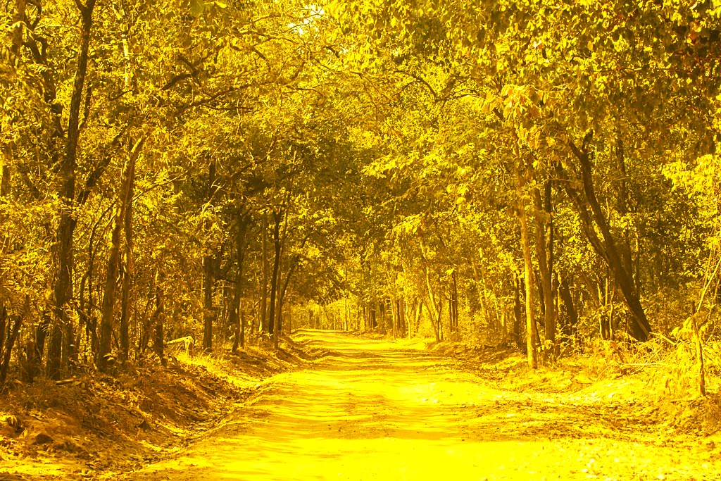 Unveil the Secrets of the beautiful Debrigarh Wildlife Sanctuary