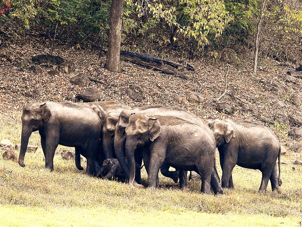 The best 9 National Parks in India to Enjoy the most Beautiful Wildlife
