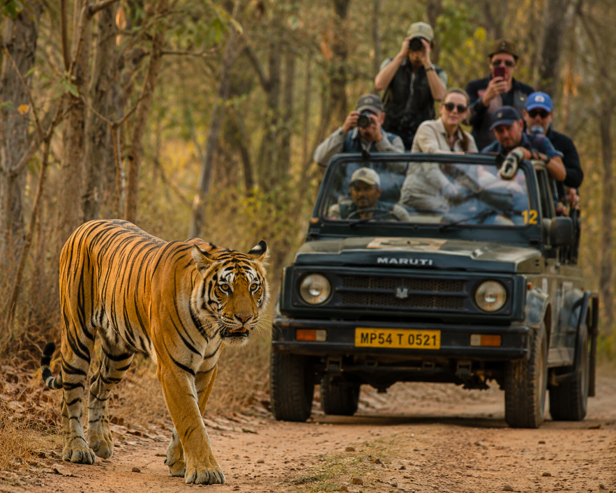 Royal Bengal Tiger walking near a safari gypsy with foreign tourists photographing wildlife during a luxury tiger safari in an Indian forest.