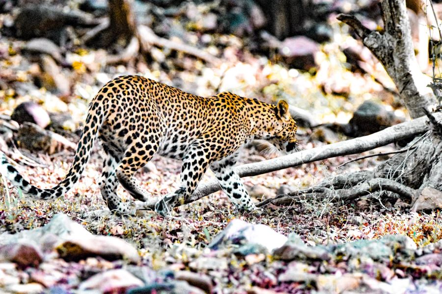 The best 9 National Parks in India to Enjoy the most Beautiful Wildlife