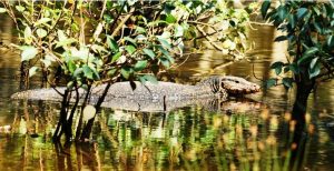 Why must tourists visit Bhitarkanika this winter?