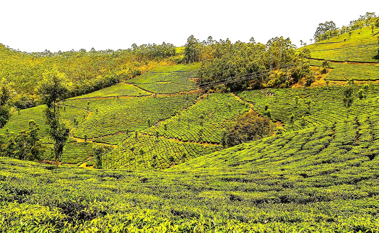 Luxury Tours to beautiful Kerala in style for international travellers