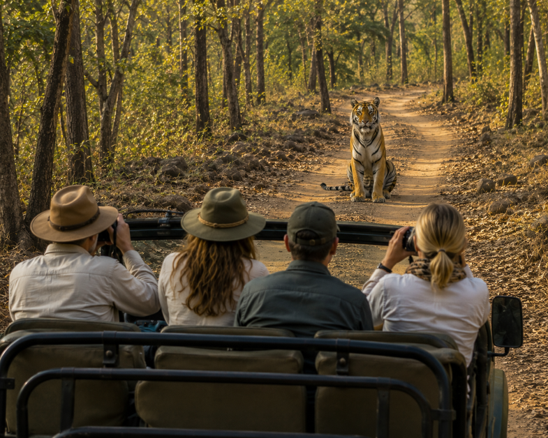 Foreign tourists on a luxury tiger safari in India watching a Royal Bengal Tiger sitting on a forest trail during an open jeep safari.