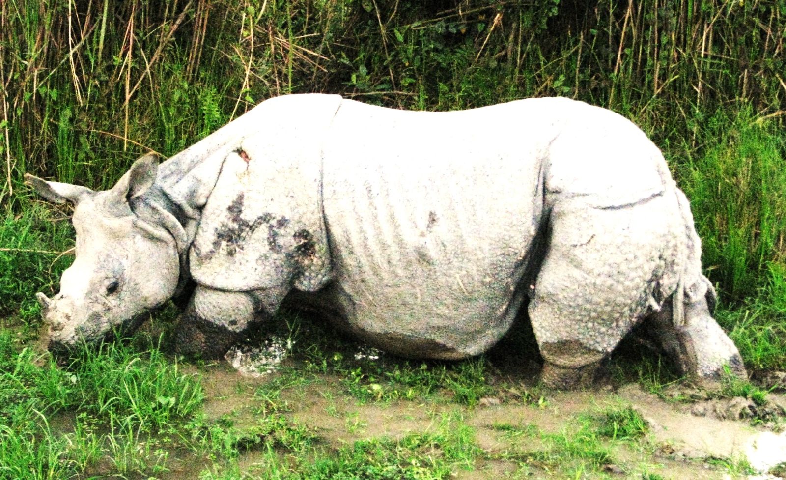 Wildlife adventures in the most beautiful National Parks of India