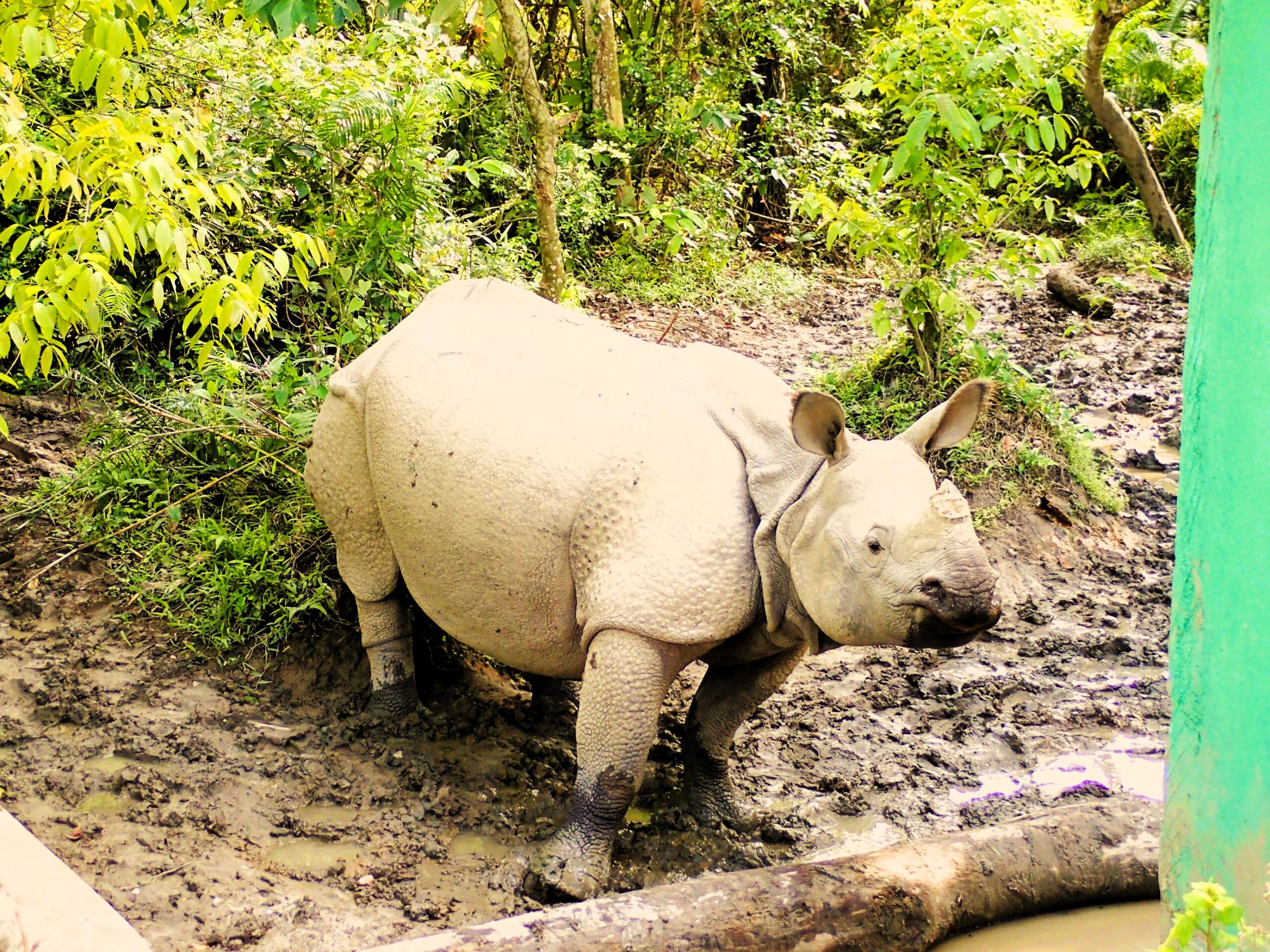 One horned rhinoceros in Kaziranga National Park Assam India wildlife safari tour