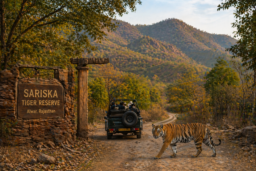Tiger crossing forest track near safari jeep at Sariska Tiger Reserve surrounded by Aravalli hills and dry deciduous forest