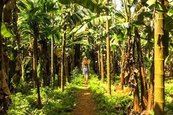 Spice Plantation, Kerala