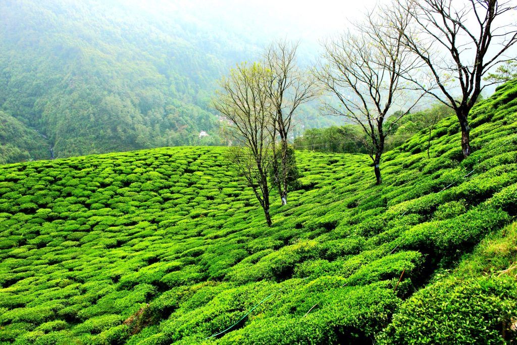 First-Time in India? Discover the Unique Experiences Most Tourists Miss