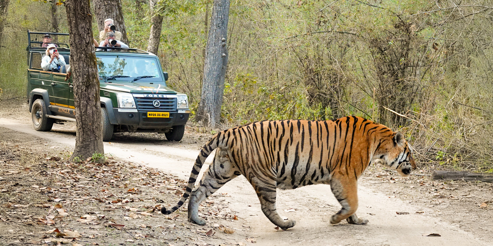 Wildlife adventures in the most beautiful National Parks of India