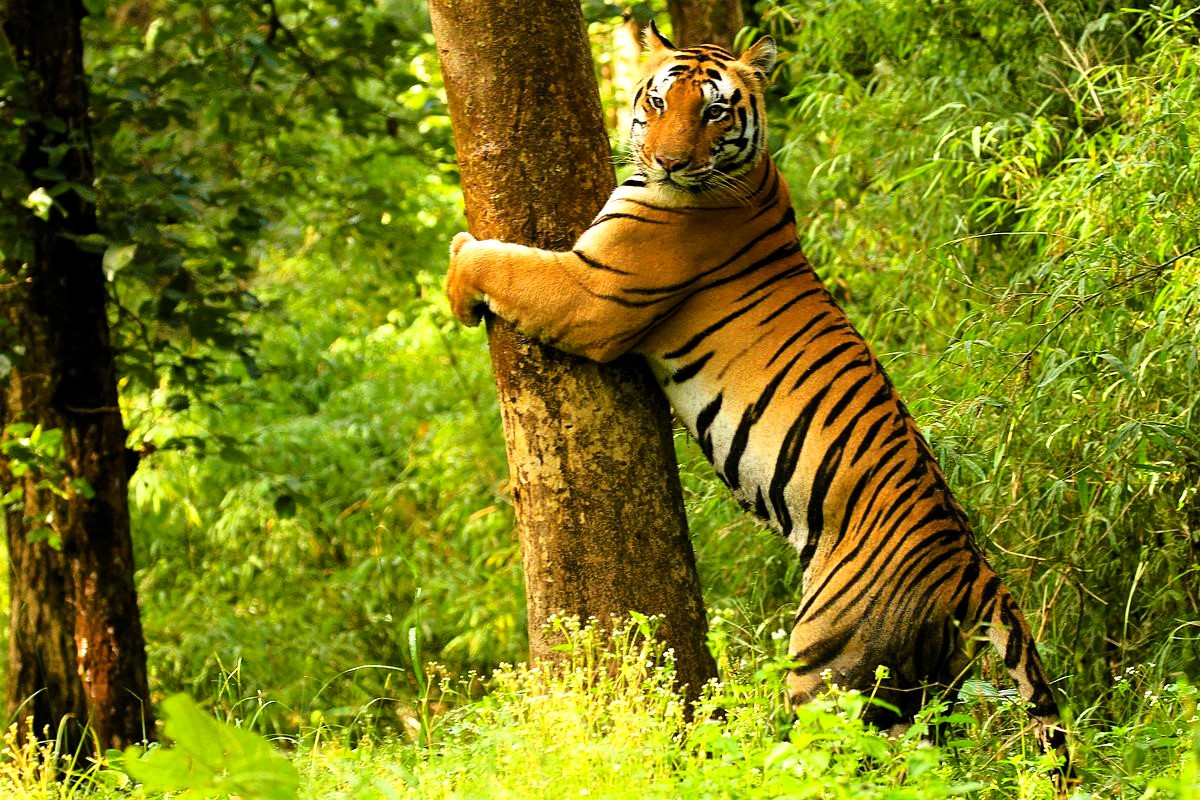 The best 9 National Parks in India to Enjoy the most Beautiful Wildlife