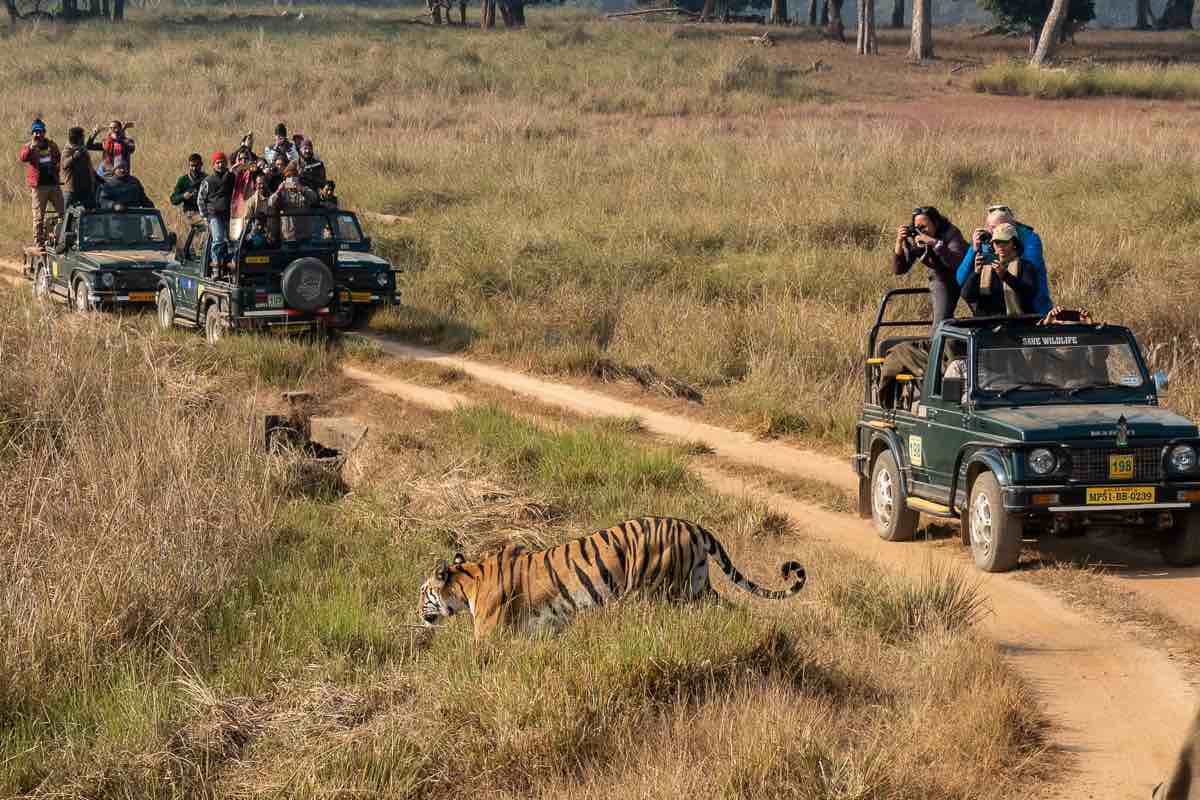 A tiger as seen at Kanha National Park