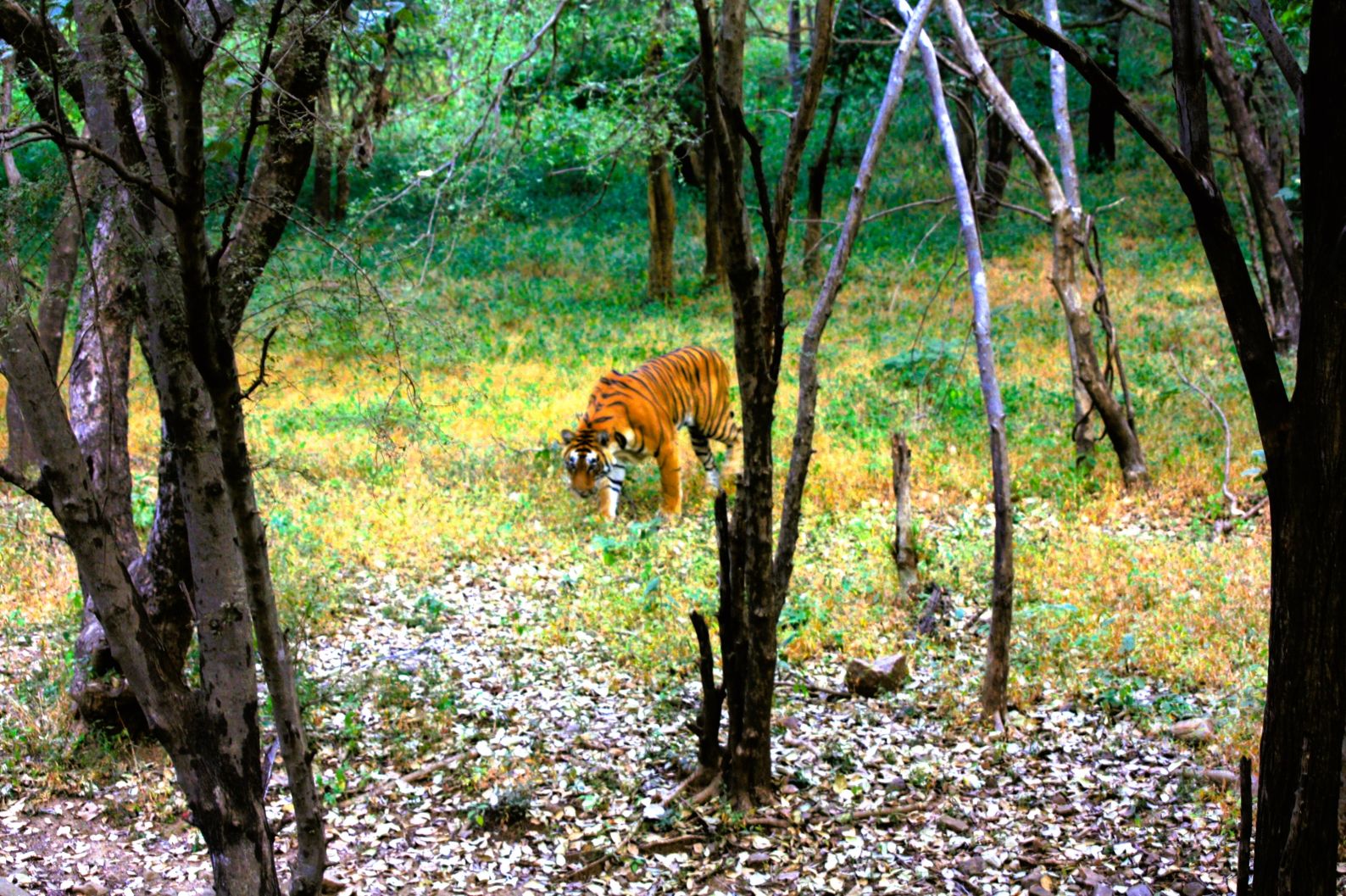 Wildlife adventures in the most beautiful National Parks of India
