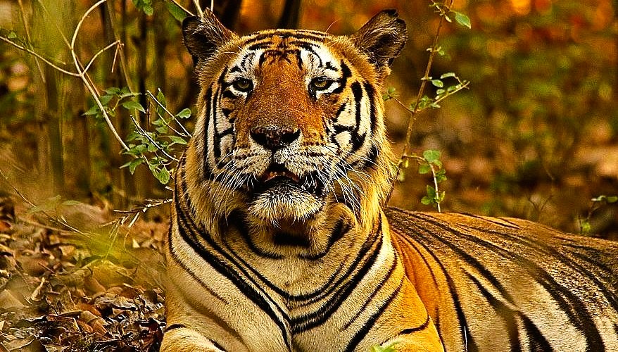 Royal Bengal tiger in Kanha National Park during jungle safari in India