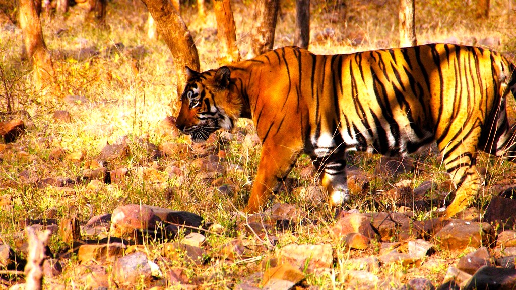 Top Things That Surprise First-Time Travelers to India