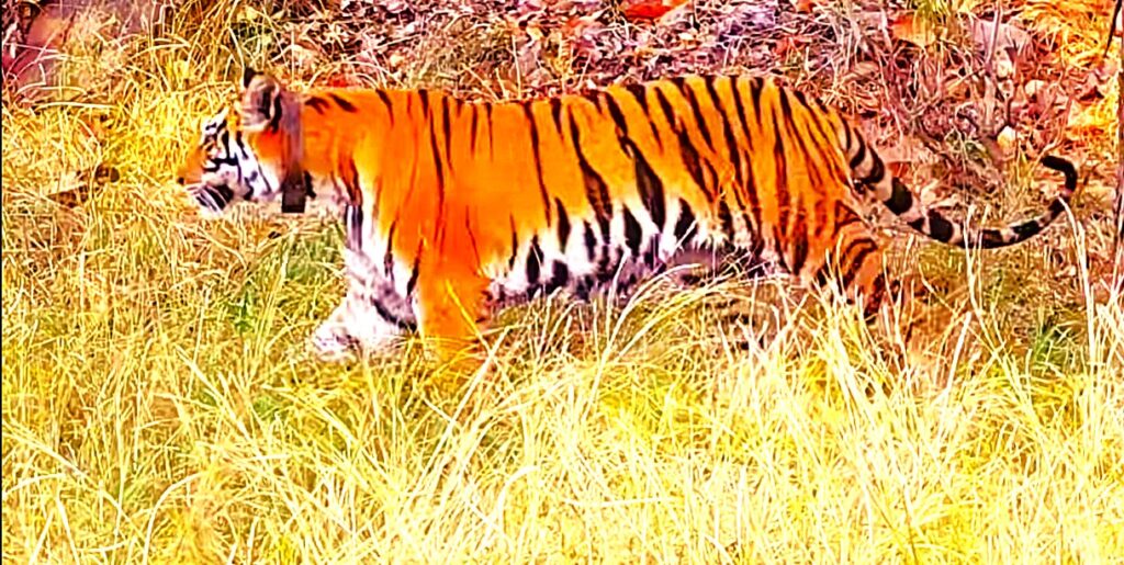 The best 9 National Parks in India to Enjoy the most Beautiful Wildlife