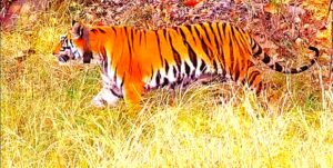 The best 9 National Parks in India to Enjoy the most Beautiful Wildlife