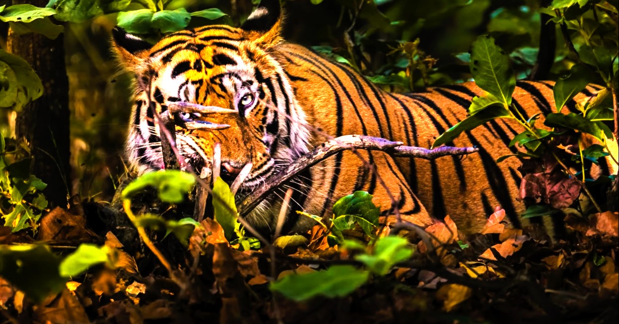Tiger taking rest at Bandhavgarh National Park