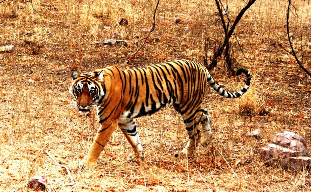 Wildlife Tour Packages from Kolkata, Bangalore