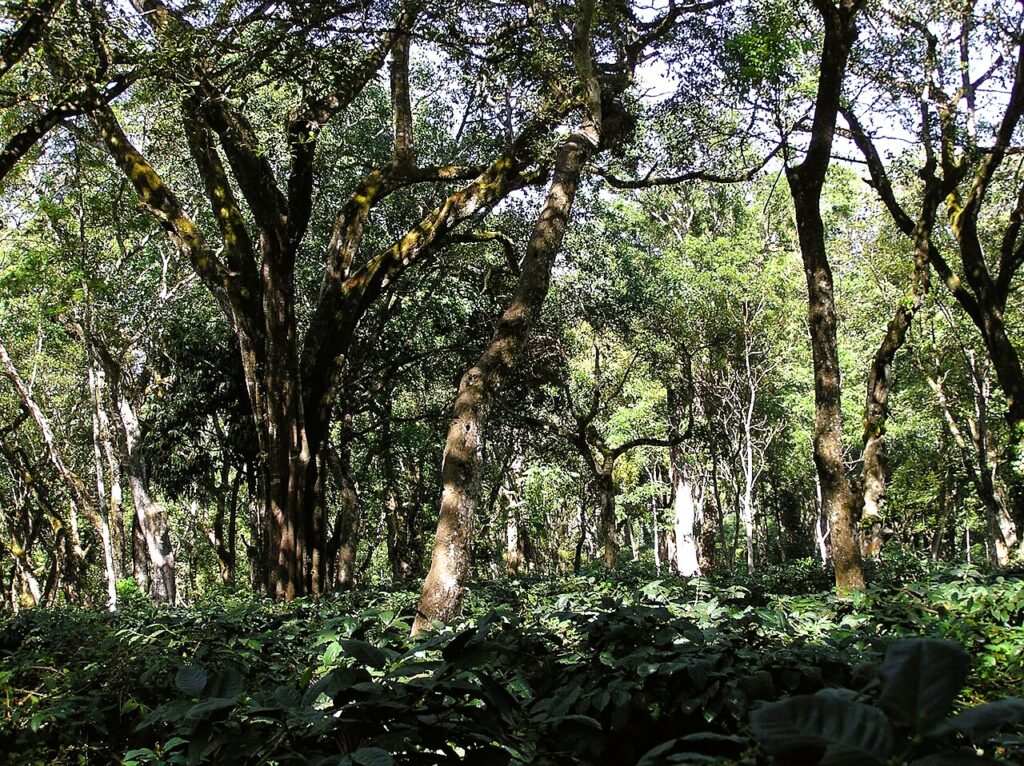 Discover aromatic coffee in the best and beautiful trails of India