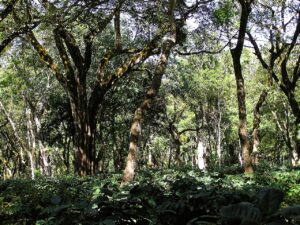 Discover aromatic coffee in the best and beautiful trails of India