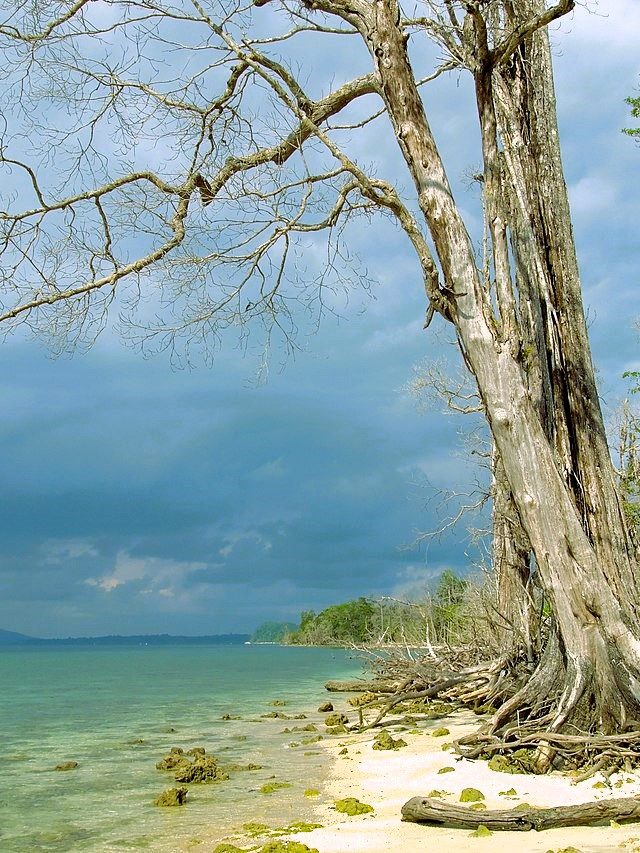 Dive into Paradise: Andaman Islands Beckon with Best Travel Packages from Kolkata