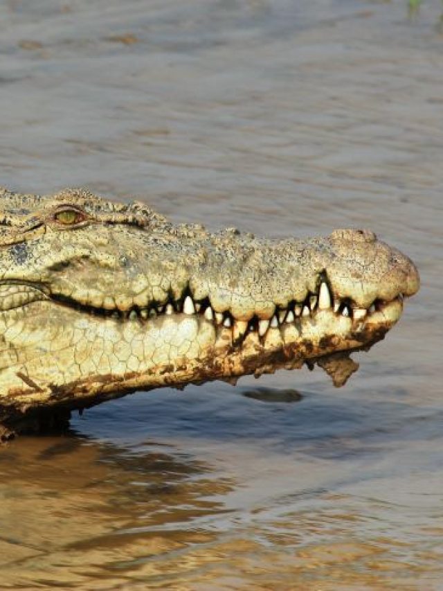 Visit The Unique Bhitarkanika National Park & Wildlife Sanctuary